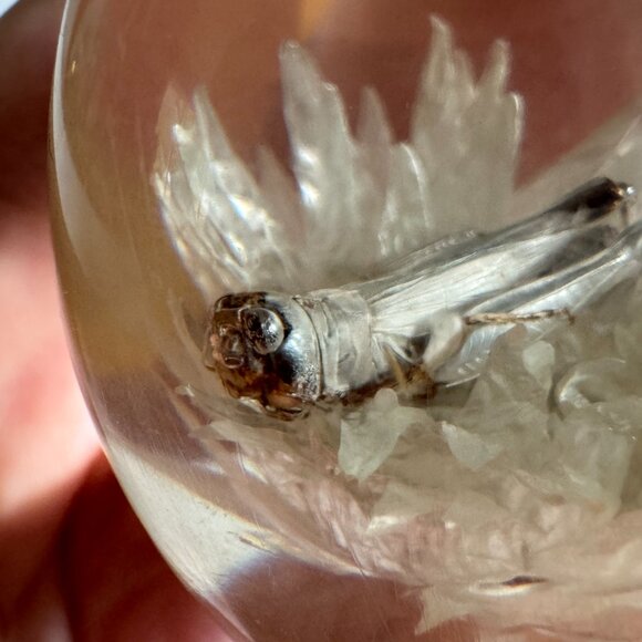 Vintage Lucite Acrylic Paperweight Decor with White Strawflower and Real Bug - Picture 8 of 10